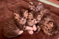 Exotic Shorthair Cats for sale in Pensacola, Florida. price: $700
