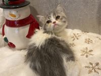 Exotic Shorthair Cats for sale in Fayetteville, Ohio. price: $700