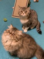 Exotic Shorthair Cats for sale in Pensacola, Florida. price: $600