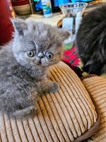 Exotic Shorthair Cats for sale in Lynn, MA 01905, USA. price: $850