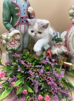 Exotic Shorthair For Sale in United States (21) | Petzlover