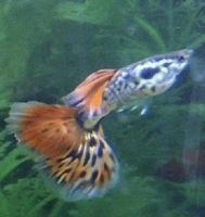 Fancy Tail Guppy Fishes for sale in Lorain, OH, USA. price: $35