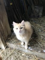 Farm Cat Cats Photos