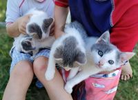 Farm Cat Cats for sale in Wilton, CA, USA. price: NA