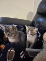Farm Cat Cats for sale in Katy, TX, USA. price: NA