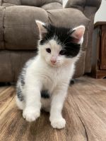 Farm Cat Cats for sale in Harmony, NC 28634, USA. price: NA