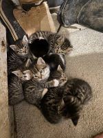 Farm Cat Cats for sale in Battle Ground, WA, USA. price: NA