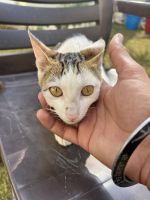 Farm Cat Cats for sale in Cheema, Punjab, India. price: 1000 INR