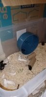 Fat Mouse Rodents for sale in Brumfield Ln, Kentucky 40356, USA. price: NA