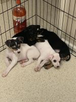 Feist Puppies for sale in Croswell, MI 48422, USA. price: NA