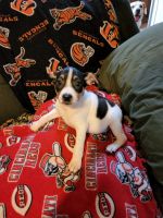 Feist Puppies for sale in Chillicothe, OH 45601, USA. price: NA