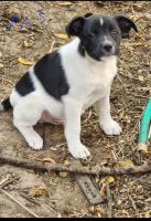 Feist Puppies for sale in Peru, NE 68421, USA. price: NA