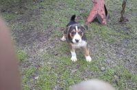 Feist Puppies for sale in Winona, MS, USA. price: NA