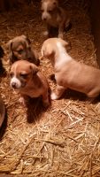 Feist Puppies for sale in West Branch, MI 48661, USA. price: NA