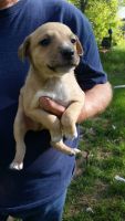 Feist Puppies for sale in West Branch, MI 48661, USA. price: NA