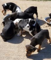 Feist Puppies for sale in Van Buren, AR 72956, USA. price: NA