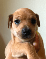 Feist Puppies for sale in Texarkana, AR 71854, USA. price: NA