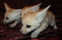 Fennec Fox Animals for sale in Oshawa, ON, Canada. price: $500