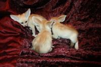 Fennec Fox Animals for sale in Oshawa, ON, Canada. price: $550