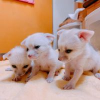Fennec Fox Animals for sale in New York, NY, USA. price: $520