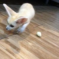 Fennec Fox Animals for sale in Iron Station Rd, Dallas, NC 28034, USA. price: $700