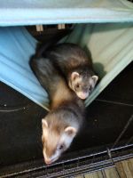Ferret Animals for sale in Chambersburg, PA, USA. price: NA
