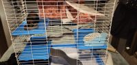 Ferret Animals for sale in Pecos, TX 79772, USA. price: NA