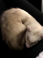Ferret Animals for sale in Coeur d'Alene, ID, USA. price: NA