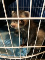 Ferret Animals for sale in Philadelphia, PA, USA. price: NA