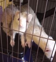 Ferret Animals for sale in New Haven, CT, USA. price: NA