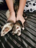Ferret Animals for sale in 3714 Downing Cir, Deer Park, TX 77536, USA. price: NA
