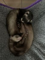 Ferret Animals for sale in Monroe Township, NJ 08831, USA. price: NA