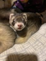 Ferret Animals for sale in Londonderry, NH 03038, USA. price: NA
