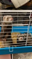 Ferret Animals for sale in Middlesboro, KY 40965, USA. price: NA