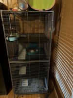 Ferret Animals for sale in Monroe, NC, USA. price: NA