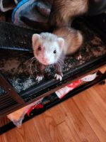 Ferret Animals for sale in Newburgh, NY 12550, USA. price: NA