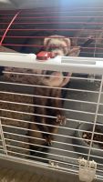 Ferret Animals for sale in Kissimmee, FL, USA. price: NA