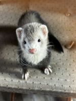 Ferret Animals for sale in Fremont, IN 46737, USA. price: $250