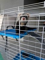 Ferret Animals for sale in Kissimmee, FL 34747, USA. price: $350