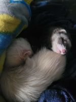 Ferret Animals for sale in Springfield, MO, USA. price: $200
