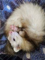 Ferret Animals for sale in 4929 Skyway Dr, Jacksonville, FL 32246, USA. price: $450