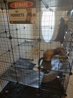 Ferret Animals for sale in Lake Jackson, Texas. price: $400