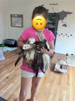 Ferret Animals for sale in Dinwiddie, Virginia. price: $100