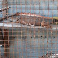 Fiji Iguana Reptiles for sale in Atlantic Beach, FL 32233, USA. price: NA