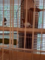 Finch Birds for sale in Oscoda, MI, USA. price: NA