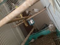 Finch Birds for sale in Rochester, NY, USA. price: NA