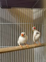 Finch Birds for sale in Inver Grove Heights, MN, USA. price: NA