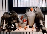 Finch Birds for sale in Westerville, OH, USA. price: NA