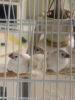 Finch Birds for sale in Babylon, NY, USA. price: NA