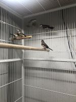 Finch Birds for sale in Damascus, MD, USA. price: NA